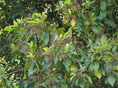 Wendlandia uvariifolia, photographed by 葉子