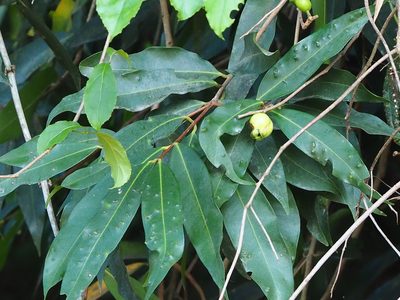 Syzygium jambos, photographed by 葉子