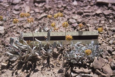 Eriogonum desertorum, photographed by Jim Morefield