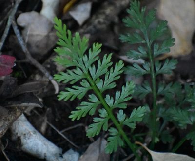 Asplenium rutifolium, photographed by Justin Ponder