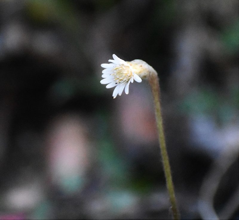 Gerbera cordata, photographed by Justin Ponder