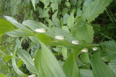Polygonatum humile, photographed by Оксана Серикова