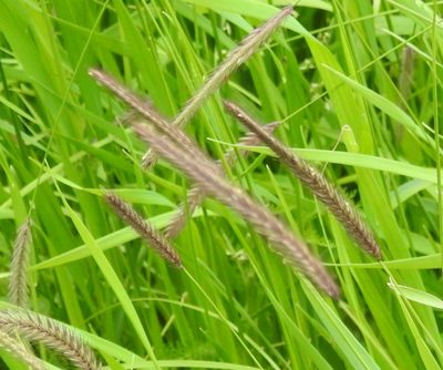 Hordeum brevisubulatum, photographed by Анна Васильченко