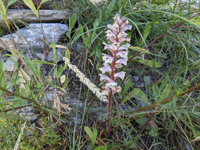 Orobanche artemisiae-campestris, photographed by agosti