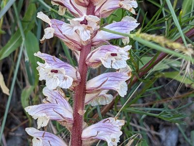 Orobanche artemisiae-campestris, photographed by agosti