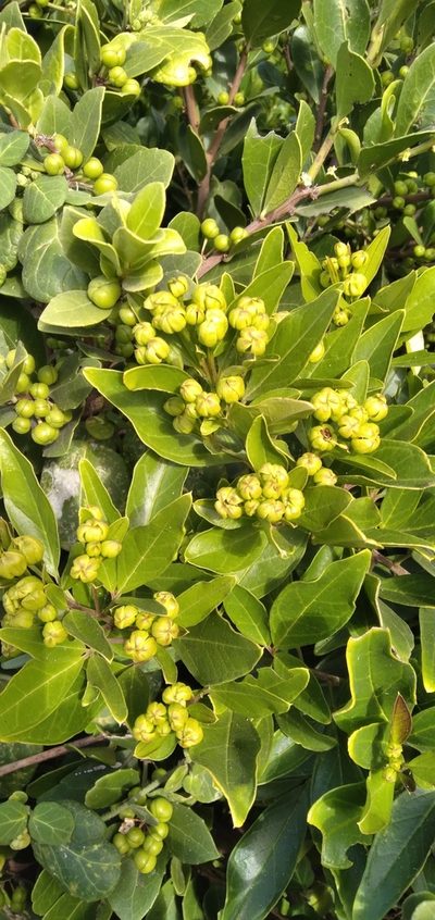 Maerua nervosa, photographed by Rosemary Harrison