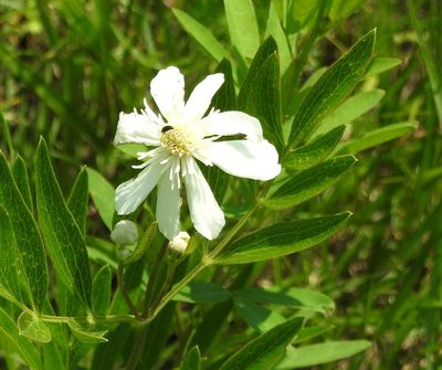 Clematis hexapetala, photographed by Анна Васильченко