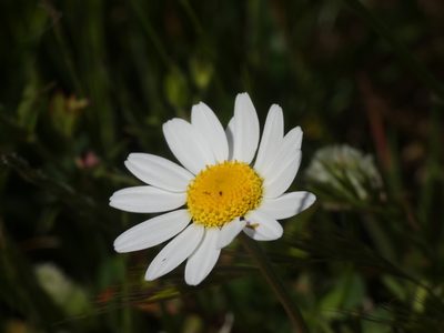 Anthemis arvensis, photographed by Yves Bas