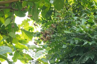 Aristolochia acuminata, photographed by Cheongweei Gan