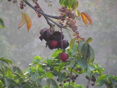 Sterculia foetida, photographed by Paulmathi Vinod
