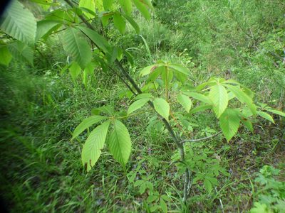 Aesculus sylvatica, photographed by kcthetc1