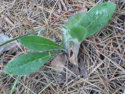Hieracium gronovii, photographed by kcthetc1