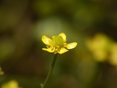 Ranunculus ophioglossifolius, photographed by Yves Bas