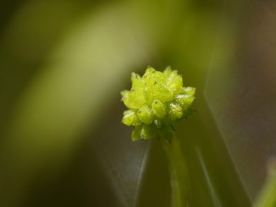 Ranunculus ophioglossifolius, photographed by Yves Bas