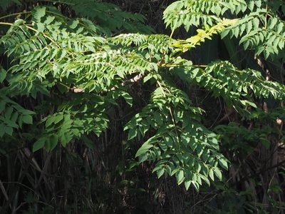 Koelreuteria elegans, photographed by 葉子