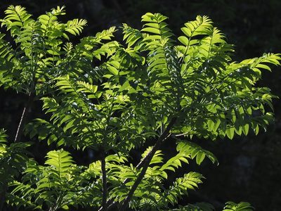 Zanthoxylum ailanthoides, photographed by 葉子
