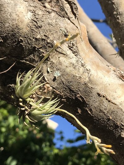 Tillandsia loliacea, photographed by syvwlch