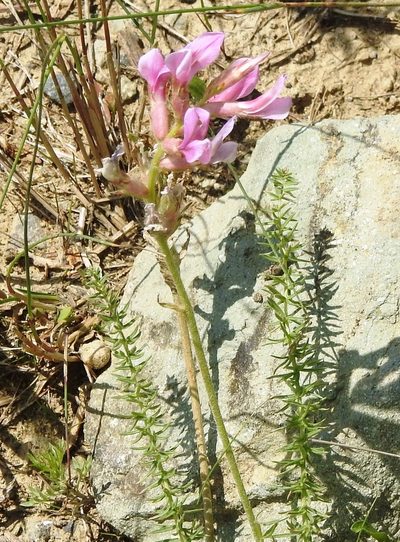 Oxytropis myriophylla, photographed by Анна Васильченко