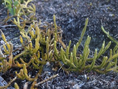 Lycopodium lagopus, photographed by Tero Linjama