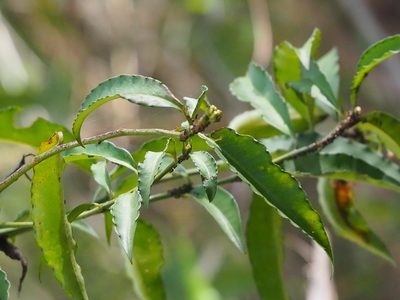 Ardisia polysticta, photographed by 葉子