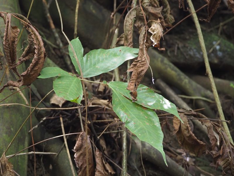 Tectaria polymorpha, photographed by 葉子