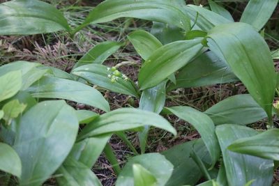 Maianthemum trifolium, photographed by Mary Krieger