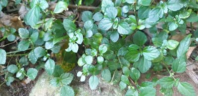Plectranthus verticillatus, photographed by Brendan Smith