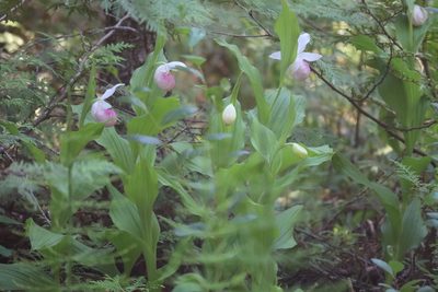 Cypripedium reginae, photographed by Mary Krieger