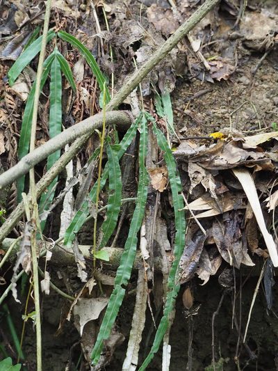 Pteris longipinna, photographed by 葉子