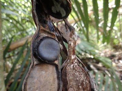 Mucuna macrocarpa, photographed by 葉子