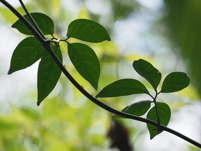 Neoalsomitra clavigera, photographed by 葉子