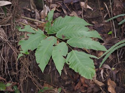 Tectaria polymorpha, photographed by 葉子