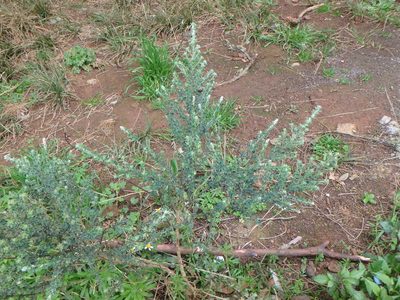 Genista canariensis, photographed by Daniel Cahen