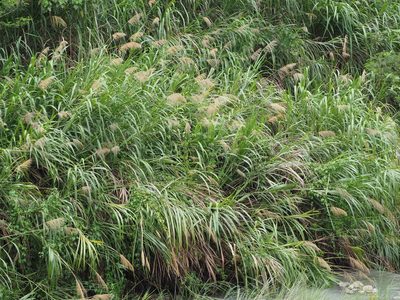 Miscanthus floridulus, photographed by 葉子