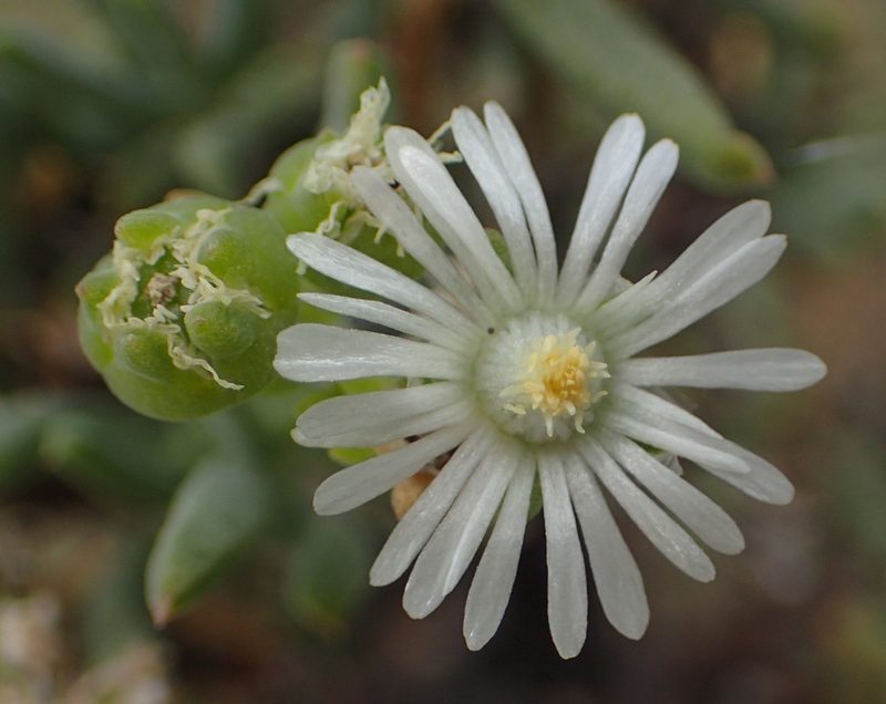 Delosperma frutescens, photographed by Nicola van Berkel