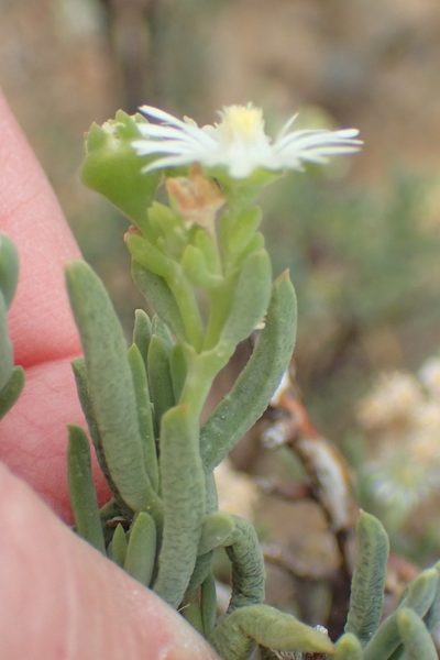 Delosperma frutescens, photographed by Nicola van Berkel