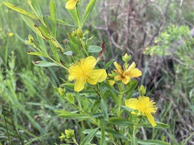 Hypericum kalmianum, photographed by Kathleen Houlahan Chayer