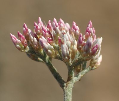 Helichrysum zeyheri, photographed by Nicola van Berkel