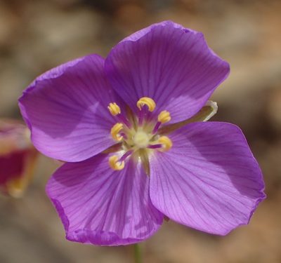 Heliophila suavissima, photographed by Nicola van Berkel