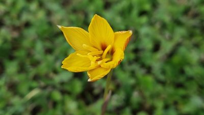 Habranthus tubispathus, photographed by Chris Hughes