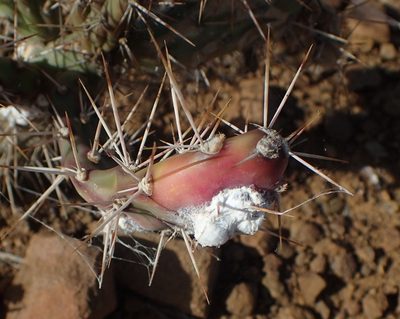 Opuntia aurantiaca, photographed by Nicola van Berkel