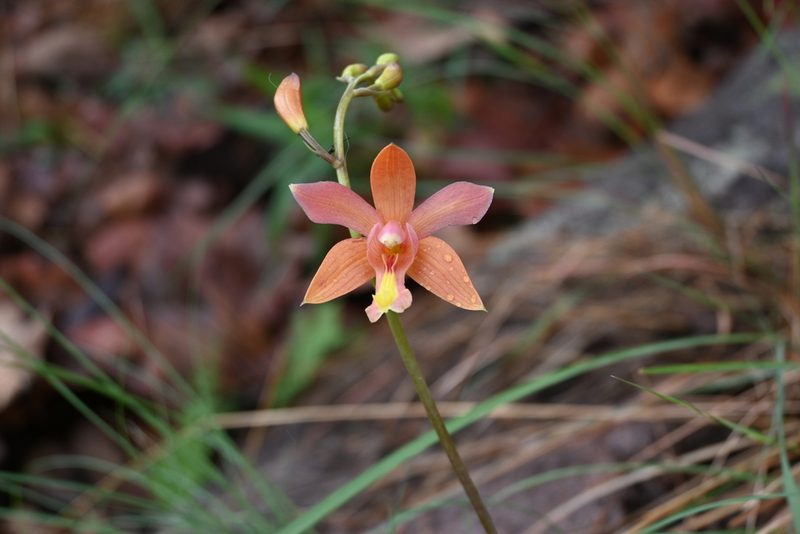 Bletia coccinea, photographed by Dante S. Figueroa