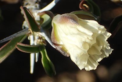 Sarcocaulon camdeboense, photographed by Nicola van Berkel