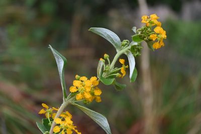 Aspicarpa brevipes, photographed by Dante S. Figueroa