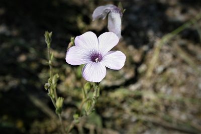 Linum hirsutum, photographed by Edmundas Greimas