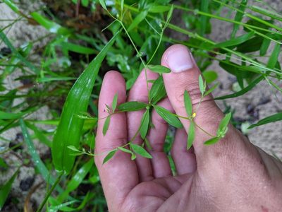 Linum striatum, photographed by Nathan Aaron