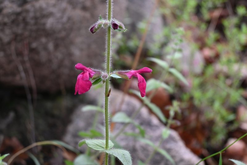 Salvia angustiarum, photographed by Dante S. Figueroa