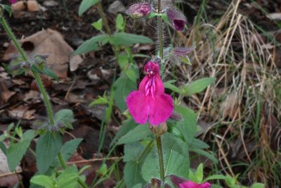 Salvia angustiarum, photographed by Dante S. Figueroa