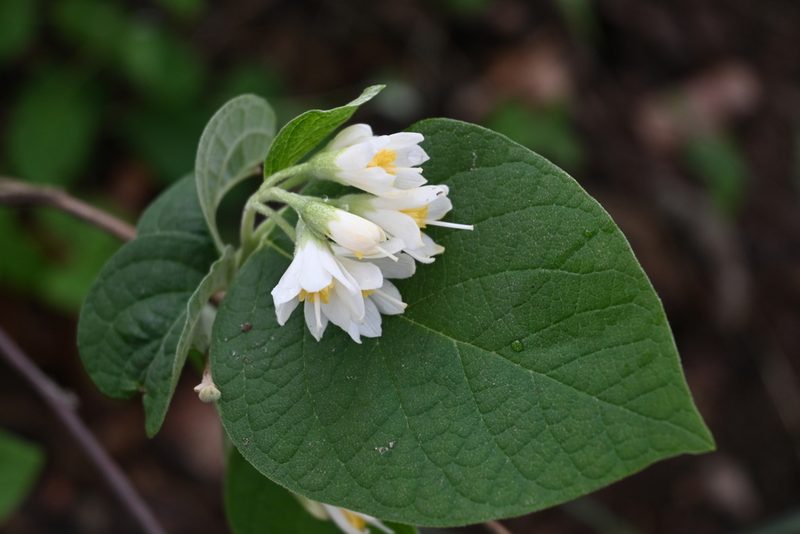 Styrax jaliscanus, photographed by Dante S. Figueroa