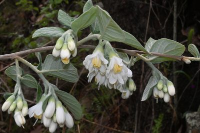 Styrax jaliscanus, photographed by Dante S. Figueroa